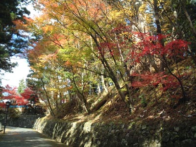 21AutumnLeaves47