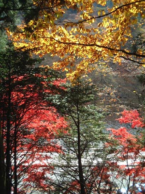 22AutumnLeaves48