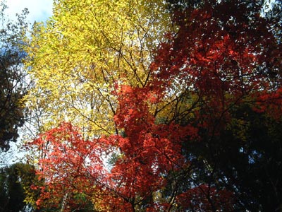 23AutumnLeaves49
