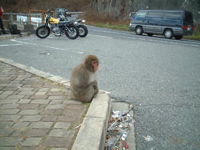 33Monkey55