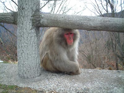 34Monkey