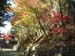 21AutumnLeaves47