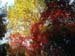 23AutumnLeaves49