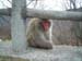 34Monkey